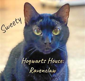 Photo of Sweety