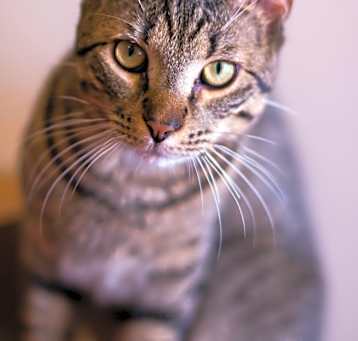 Photo of Anubis