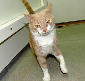 Photo of Cinnamon