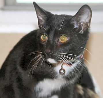 Photo of Midnight ~ CRITICAL!  Available NOW!