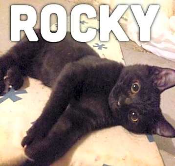 Photo of Rocky