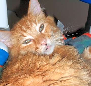 Photo of Garfield