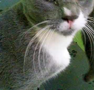 Photo of Simon
