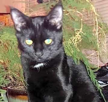Photo of Spot