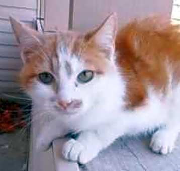 Photo of pumpkin