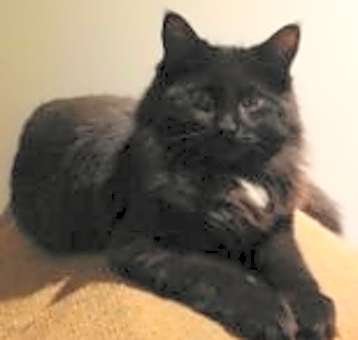 Photo of Moses
