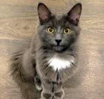 Photo of Moxie