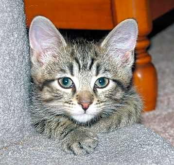 Photo of Pedro