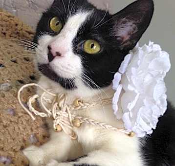 Photo of CLAIRE/ single cat hiome