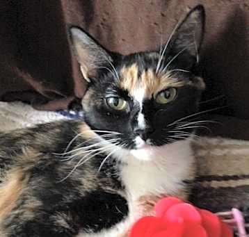 Photo of Florentine/ loving and sweet