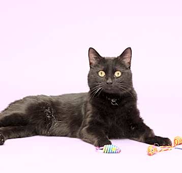 Photo of Shadow