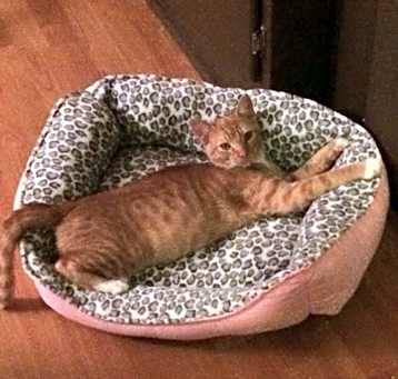 Photo of Tigger