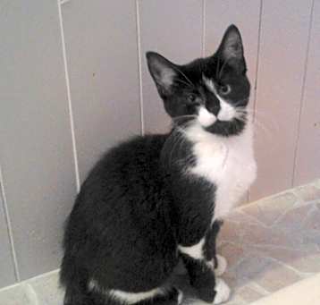 Photo of Shuppa