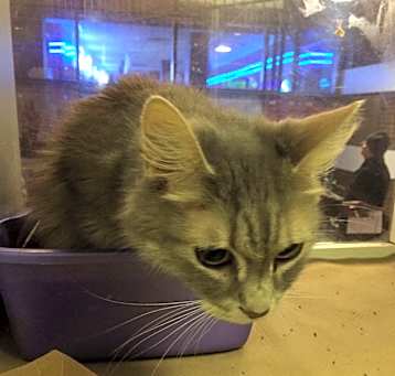 Photo of Louie