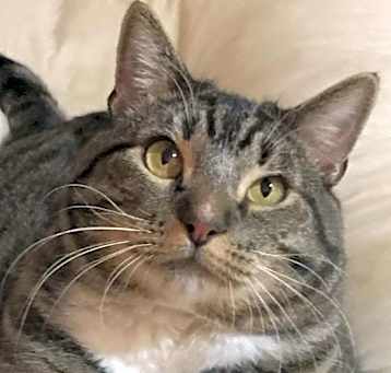 Photo of Tiger