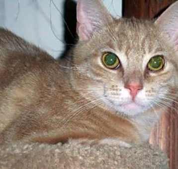Photo of Shy "Pepe"