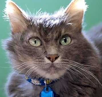 Photo of Oliver Twist