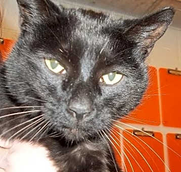 Photo of Chester