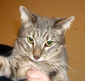 Photo of Neko