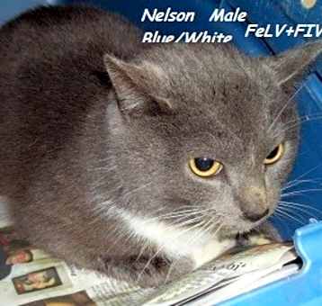 Photo of Nelson