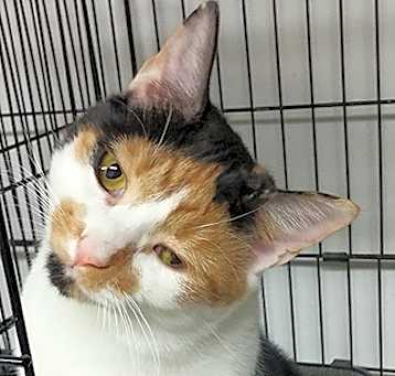 Photo of Rosie