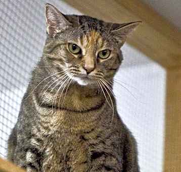 Photo of Willow