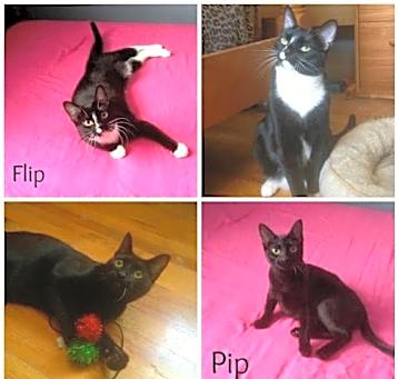 Photo of Pip and Flip