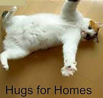 Photo of FOSTER / ADOPT Purry LOVE BUGS