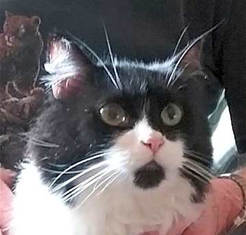 Photo of Briar