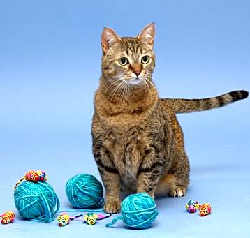 Photo of Kit Kat