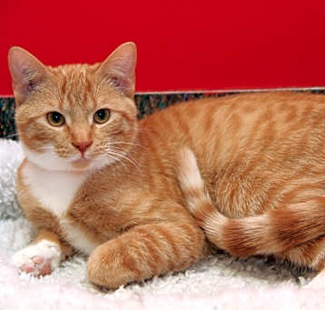 Photo of Emperor Kuzzo