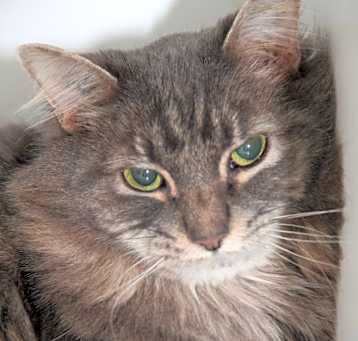 Photo of Lucky