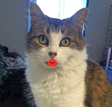 Photo of Kitty