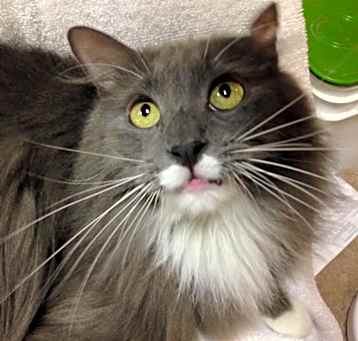 Photo of Moppy
