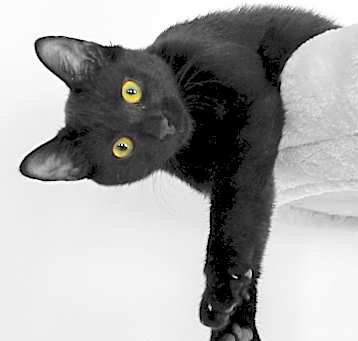 Photo of Blackie- social lap cat
