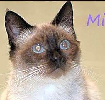 Photo of Ming