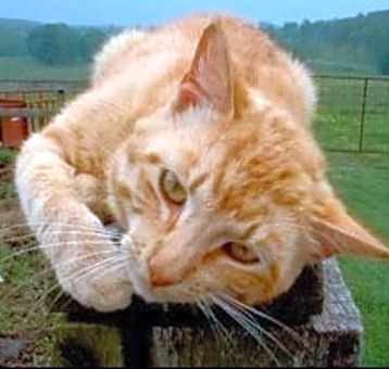 Photo of Barn Cat