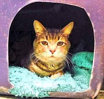 Photo of Petey