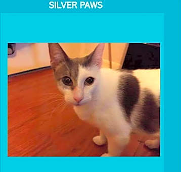 Photo of Chance the cat