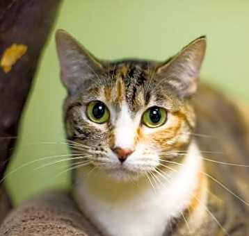 Photo of Cindee
