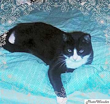 Photo of Sylvester
