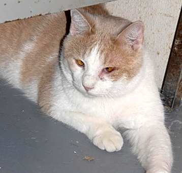 Photo of Taz