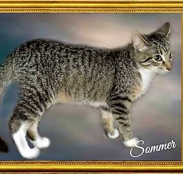 Photo of Sommer