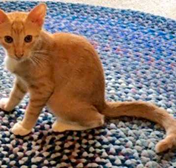 Photo of Chester