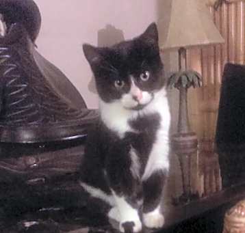 Photo of Frankie