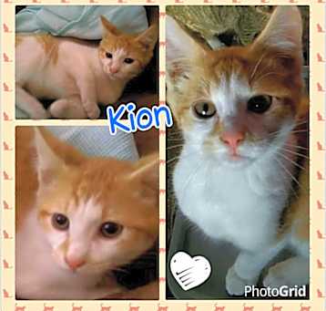 Photo of Kion