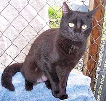 Photo of Pepsi