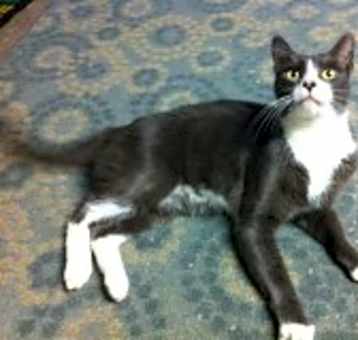 Photo of Henry/ great companion