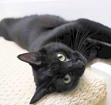 Photo of Blackie - sociable lap cat
