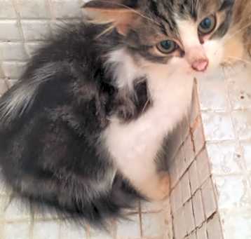 Photo of Sinbad
